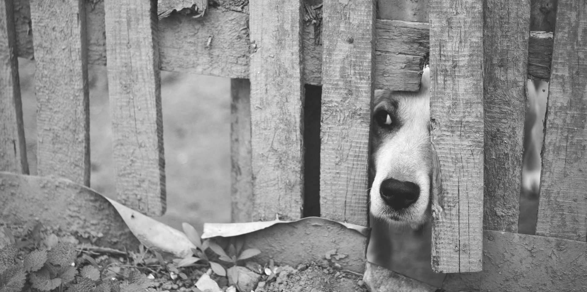 Kutyus kiles a kerítés nyílásán