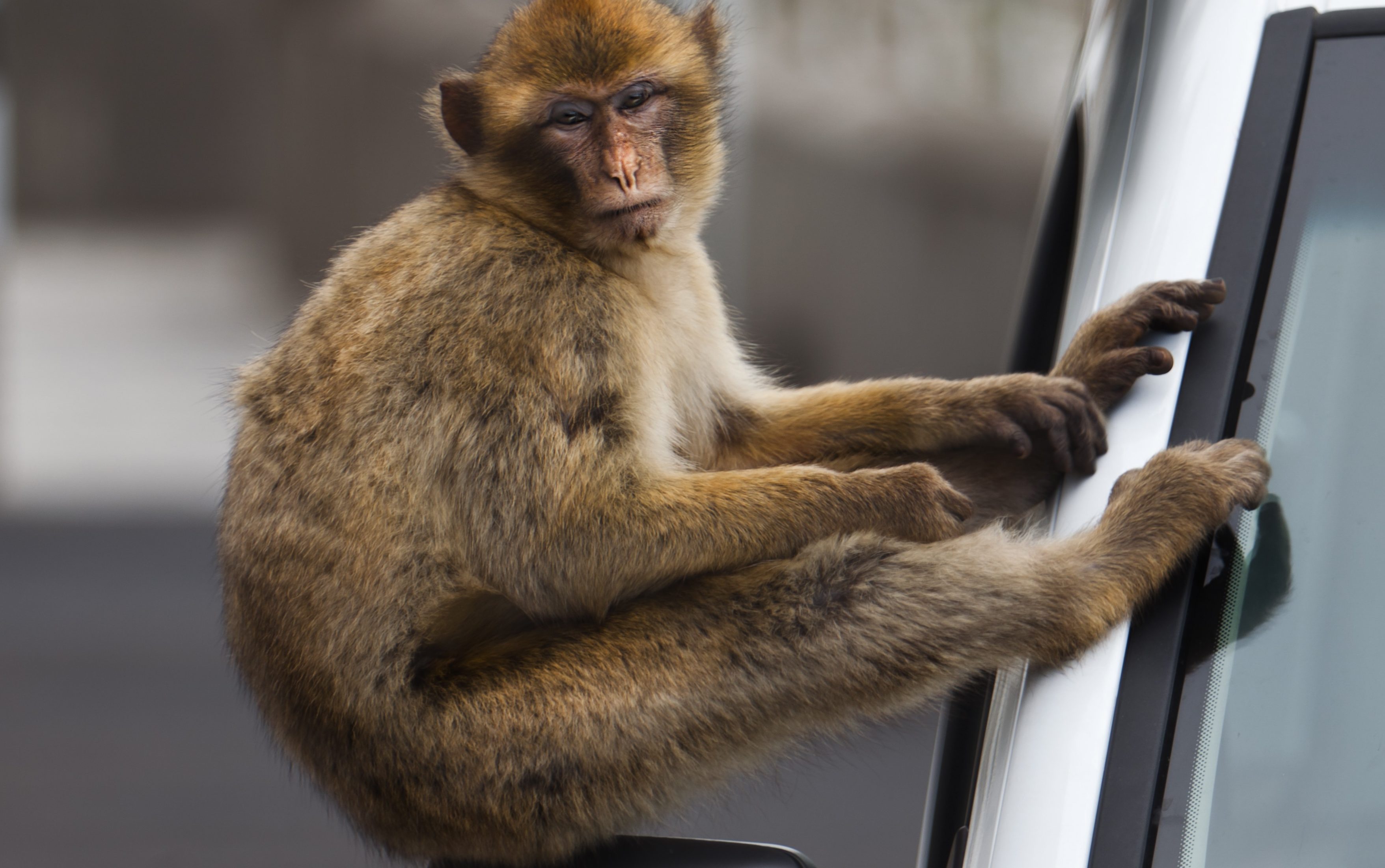 Egy majom ül vicces pozícióban egy autó jobb oldali tükrén